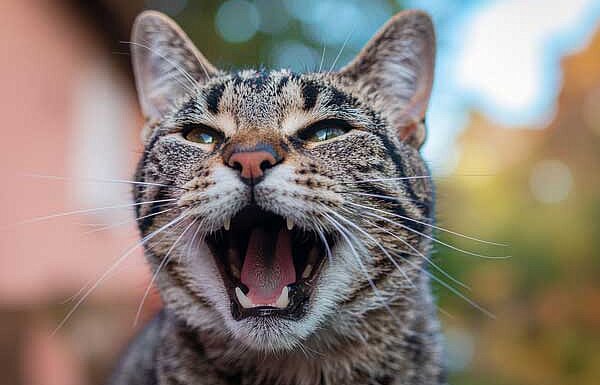 Close-up of a cat with its mouth open