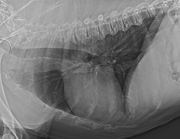 Thoracic X-ray used to assess heart size and lung health in a dog or cat.