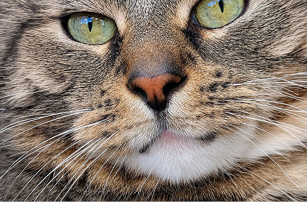 Katzennase im Portrait 