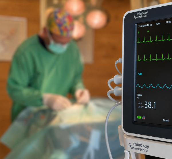 Patient monitoring equipment during surgery at the veterinary practice.