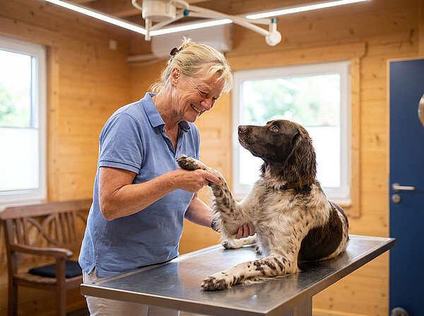 Veterinarian examining the front leg and mobility of a dog during an orthopaedic consultation.