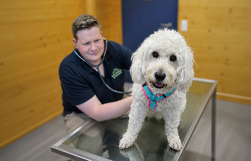 Dog being examined by a veterinarian in a calm atmosphere.