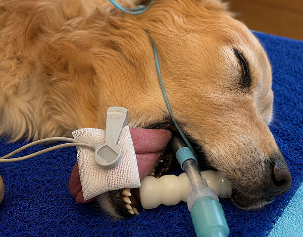 Dog under monitored anesthesia at a veterinary practice.