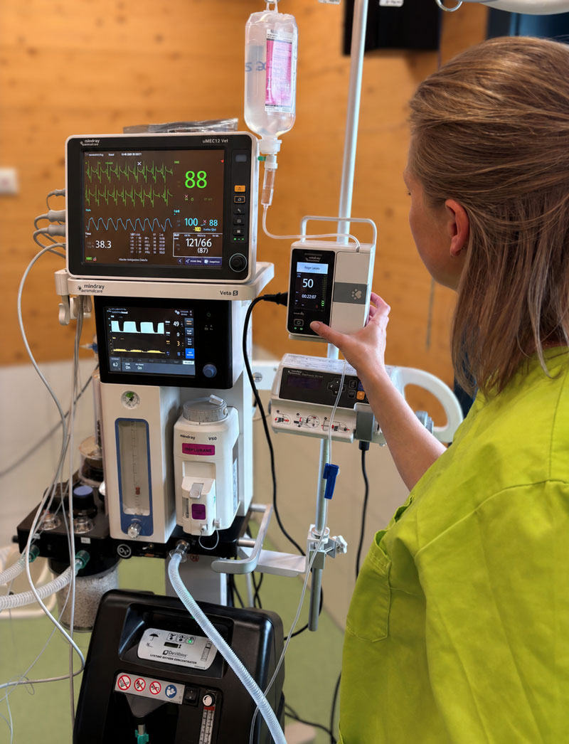 Continuous monitoring of heart rate, blood pressure, and oxygen saturation during veterinary anesthesia in Aachen.