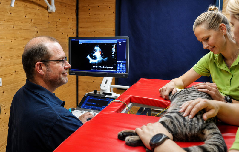 Cat relaxed during a cardiac ultrasound examination with a veterinarian.