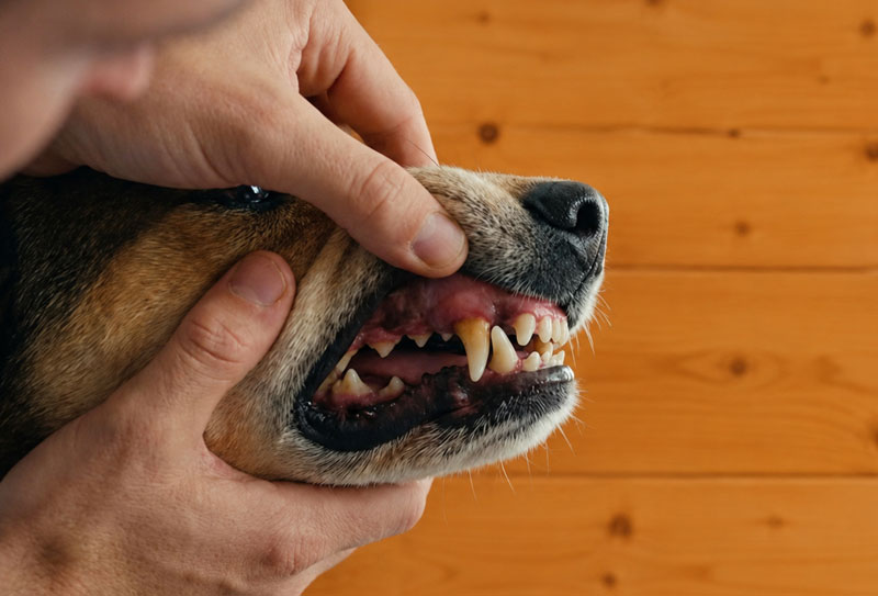 Dog during a dental examination at a veterinary practice.