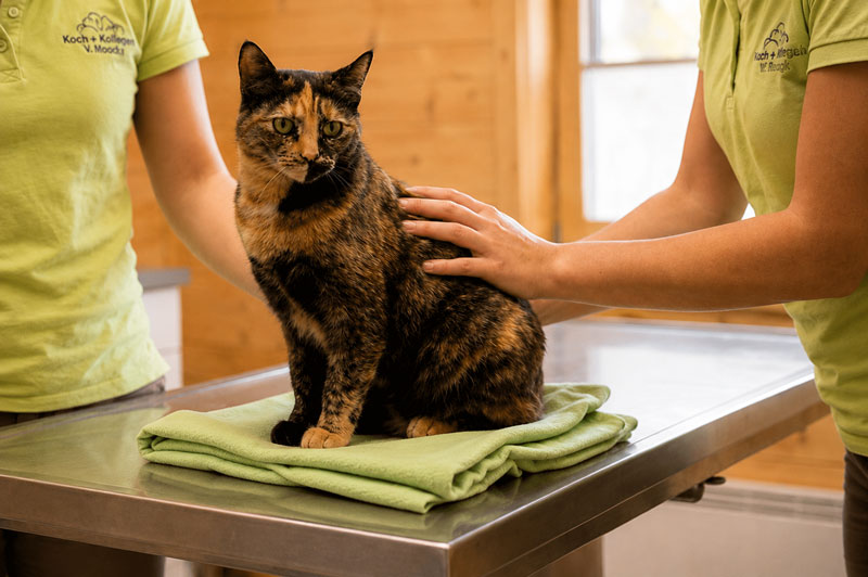 Cat during a calm veterinary examination.