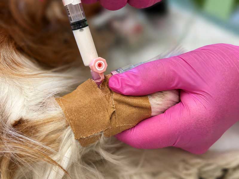 veterinary care at the Aachen emergency veterinary service