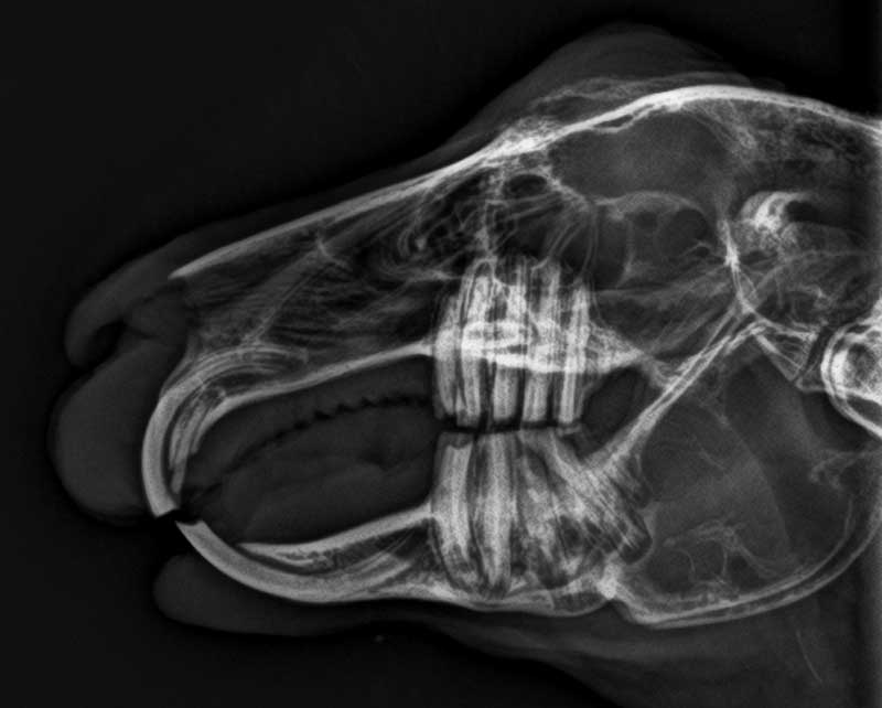 Professional X-ray image of a rabbit