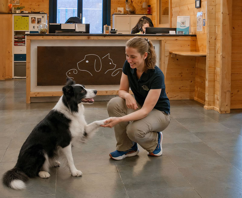 [Translate to English:] Tieraerztin mit Hund in Parxis in der Region Aachen