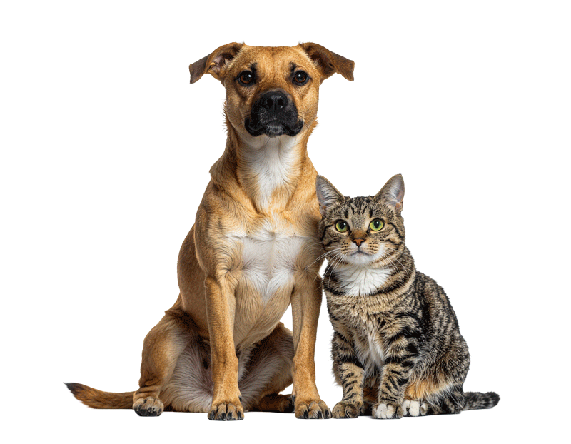 Veterinary Appointment Booking