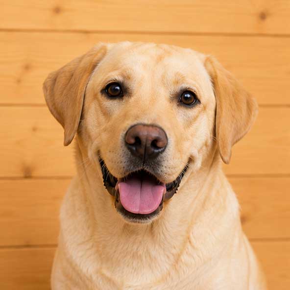 [Translate to English:] Vet in Aachen für Hunde
