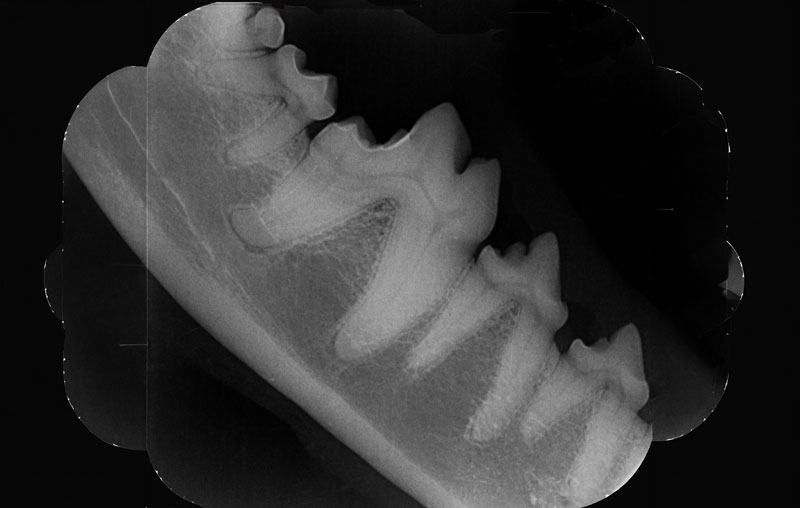 X-ray image of a small animal
