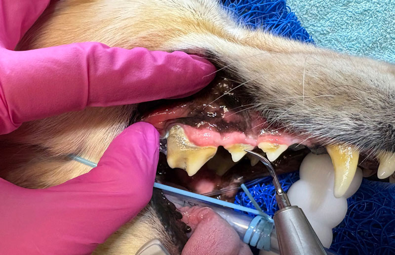 [Translate to English:] Hund während einer Zahnbehandlung in Narkose beim Tierarzt mit Fokus auf Kopf und Zähne