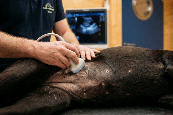 Abdominal ultrasound examination of a dog.