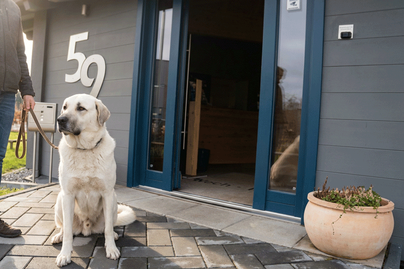 Big dog in front of the veterinary practice representing the dog ownership certificate.