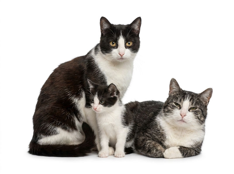 Katzenbaby, erwachsene Katze und Senior-Katze als Symbol für Vorsorge in jeder Lebensphase