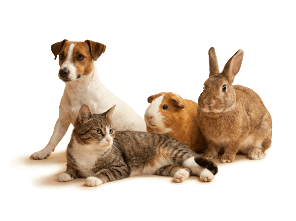 Dog, cat, guinea pig and rabbit representing internal medicine for small animals.