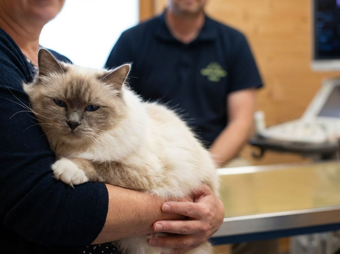 Preparation for surgery in a veterinary practice